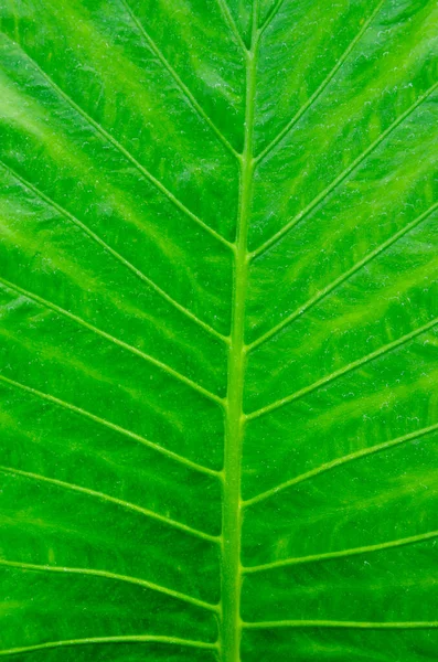 Green Fresh Leaf Zoom See Line Pattern Natural — Photo