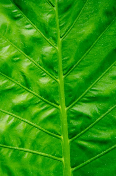 Green Fresh Leaf Zoom See Line Pattern Natural — Photo