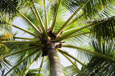 Coconot tree background bottom up view in the garden