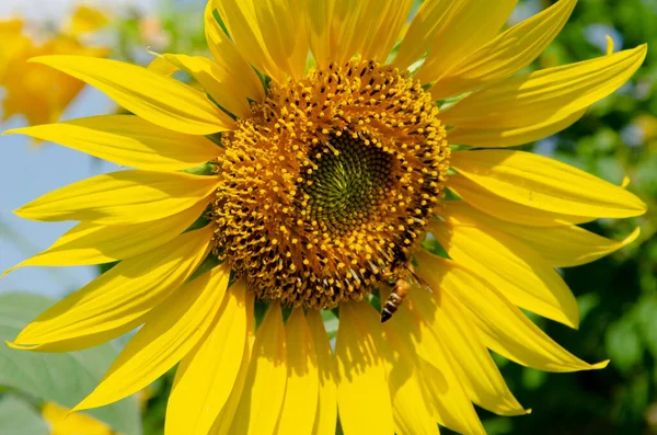 Big Yellow Sunflower Blossom Bee Blue Sky Background — Stock Fotó