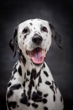 Dalmaçya köpeği siyah