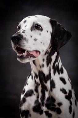 beyaz izole Dalmaçya köpeği