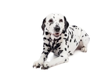 beyaz izole Dalmaçya köpeği
