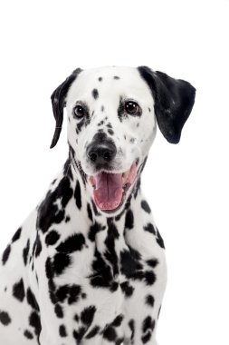 beyaz izole Dalmaçya köpeği