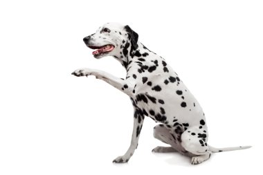 beyaz izole Dalmaçya köpeği