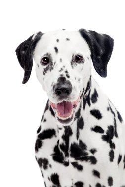 beyaz izole Dalmaçya köpeği