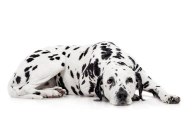 beyaz izole Dalmaçya köpeği