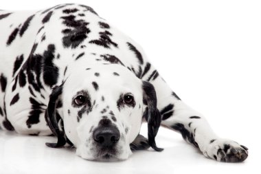 beyaz izole Dalmaçya köpeği