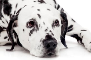 beyaz izole Dalmaçya köpeği