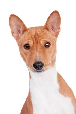 Basenji dog isolated on white