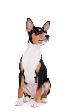 alçaklık köpek, 3 ay, üzerinde beyaz izole