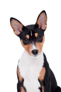 alçaklık köpek, 3 ay, üzerinde beyaz izole