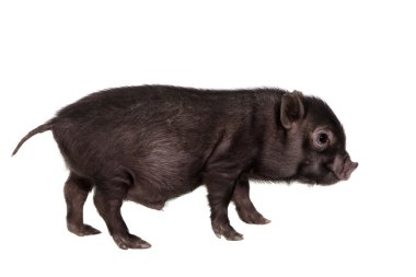 Black piggy isolated on white clipart