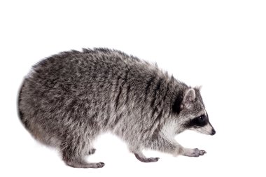 Raccoon (Procyon lotor) on the white background