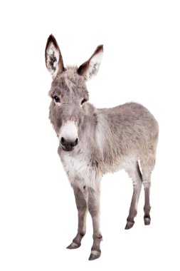 Donkey on white clipart