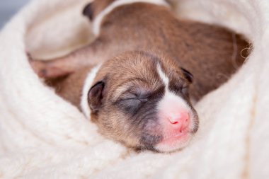 Yeni doğan alçaklık yavrusu (ilk günü)