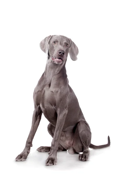 beyaz izole weimaraner