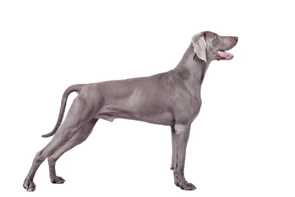 beyaz izole weimaraner köpek