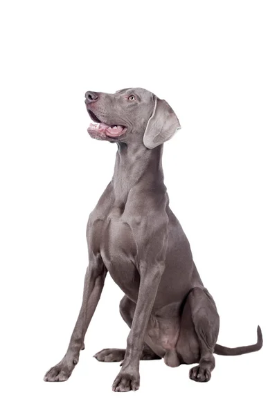 beyaz izole weimaraner