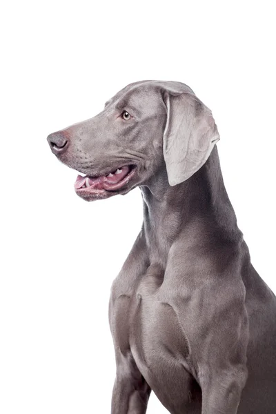 Weimarse staande hond geïsoleerd op wit — Stockfoto