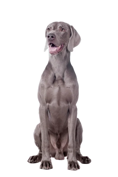 Weimarse staande hond geïsoleerd op wit — Stockfoto