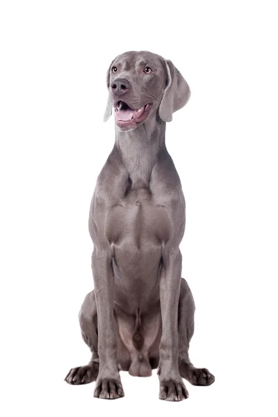 beyaz izole weimaraner