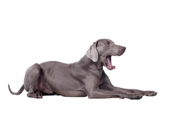 Weimaraner isolé sur blanc — Photo