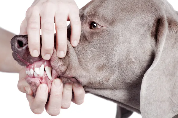 Inspekterande hund tänder på vit bakgrund. — Stockfoto