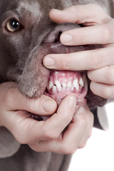 Inspekterande hund tänder på vit bakgrund. — Stockfoto