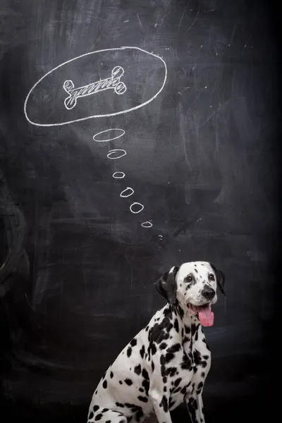 Dalmatian dog dreaming about a bone — Stock Photo, Image