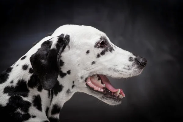 Dalmatiner hund på svart — Stockfoto