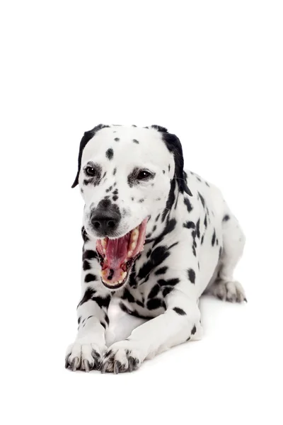 Perro dálmata, aislado sobre blanco — Foto de Stock