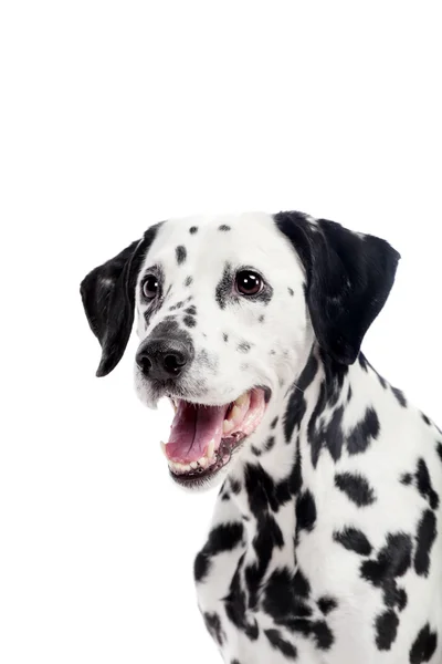 Далматинская собака, изолированная на белом — стоковое фото