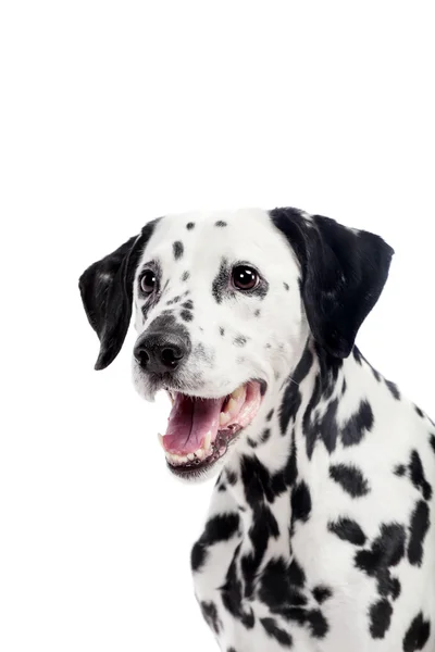 Cão dálmata, isolado sobre branco — Fotografia de Stock