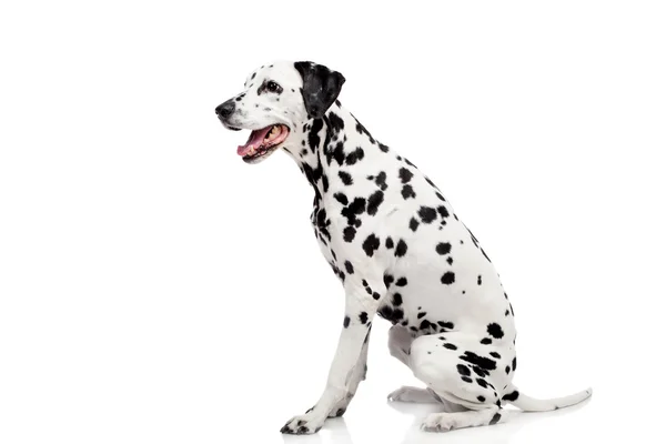 Dalmatische honden, geïsoleerd op wit — Stockfoto