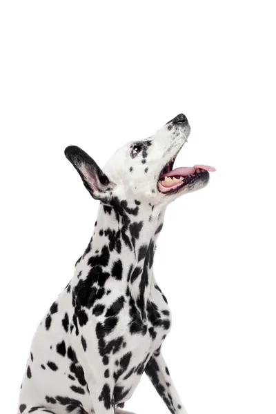 Dalmatische honden, geïsoleerd op wit — Stockfoto