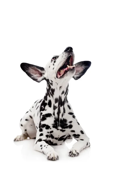 Dalmatiner hund, isolerad på vit — Stockfoto