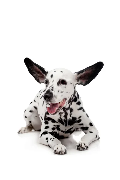 Dalmatialainen koira, eristetty valkoisella — kuvapankkivalokuva