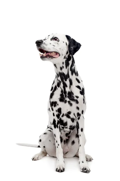 Cane dalmata, isolato su bianco — Foto Stock