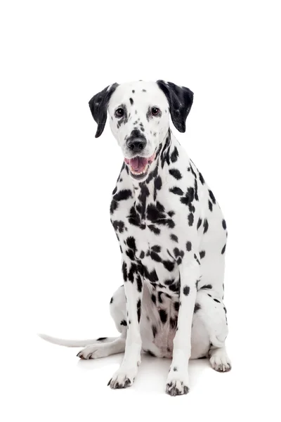 Σκυλί Δαλματίας, απομονωμένα σε λευκό — Φωτογραφία Αρχείου