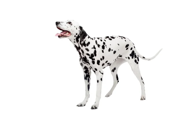 Cane dalmata, isolato su bianco — Foto Stock