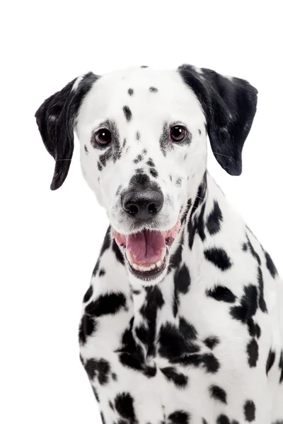 beyaz izole Dalmaçya köpeği