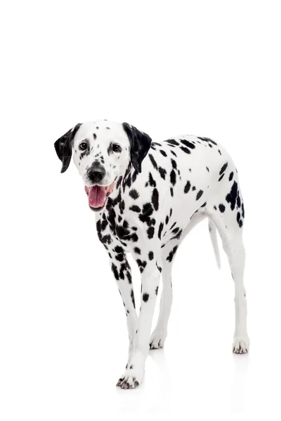 Dalmatian dog, isolated on white — Stock Photo, Image