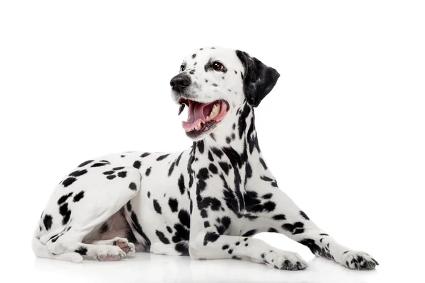 Далматинская собака, изолированная на белом — стоковое фото