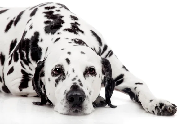 Perro dálmata, aislado sobre blanco — Foto de Stock