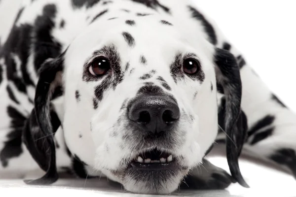 Dalmatiner hund, isolerad på vit — Stockfoto