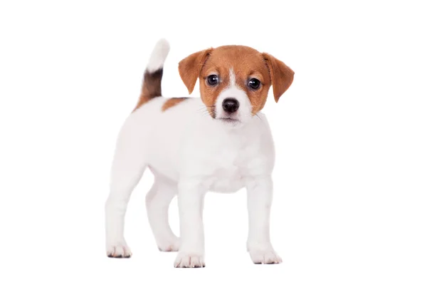 Jack russell valp (1,5 månad gamla) på vit — Stockfoto