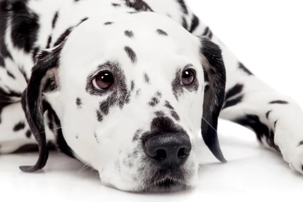 Chien dalmate, isolé sur blanc — Photo