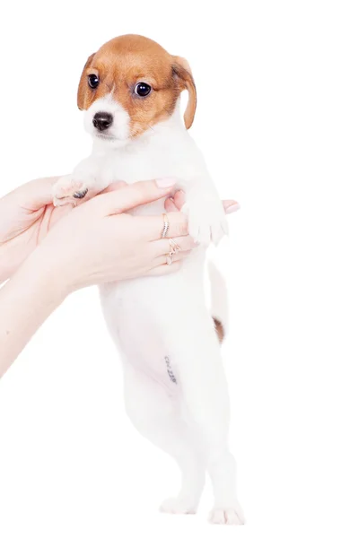 Cachorrinho Jack Russell (1,5 mês de idade) em branco — Fotografia de Stock