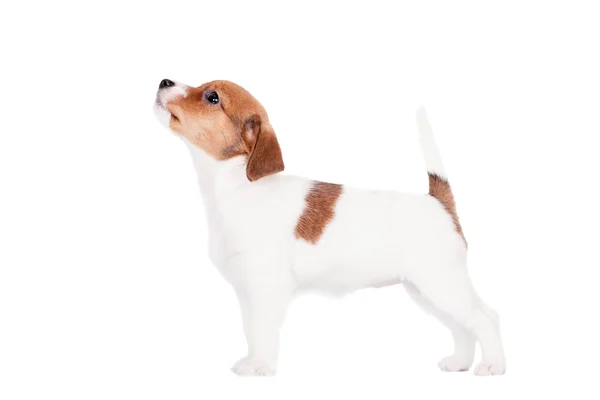 Jack Russell cachorro (1,5 meses de edad) en blanco —  Fotos de Stock
